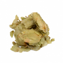 Humulus lupulus – Hop